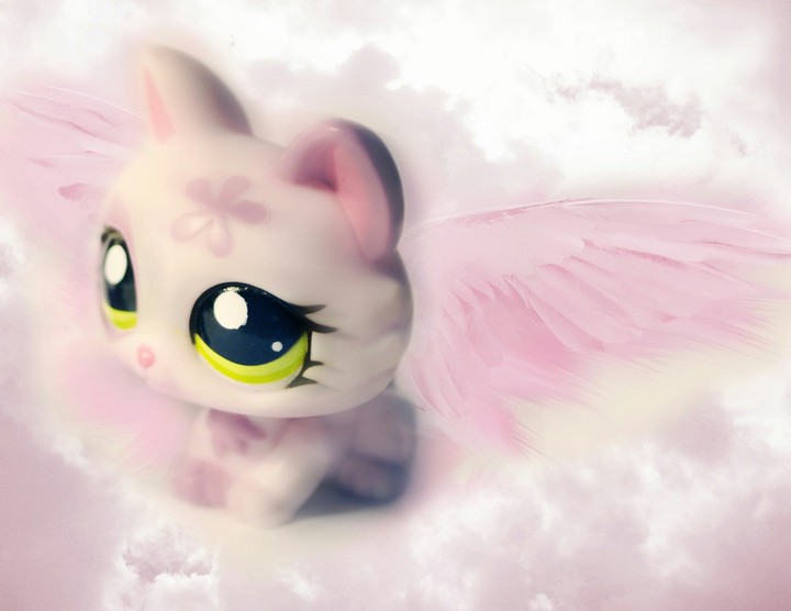 lps cat angel