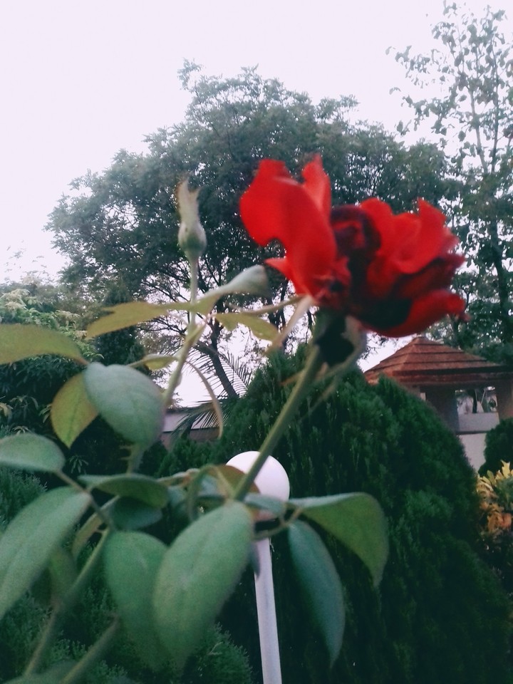 Red in rose