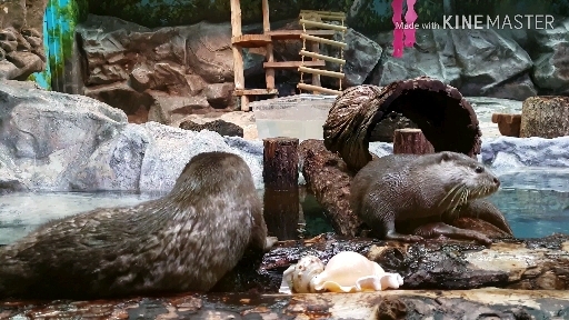 수달 가족