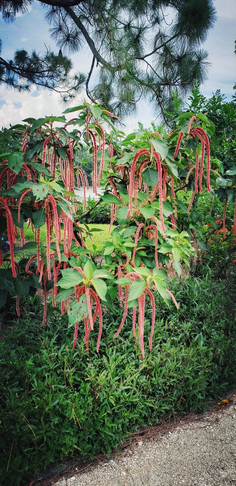 flowers