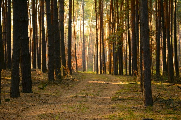 Forrest