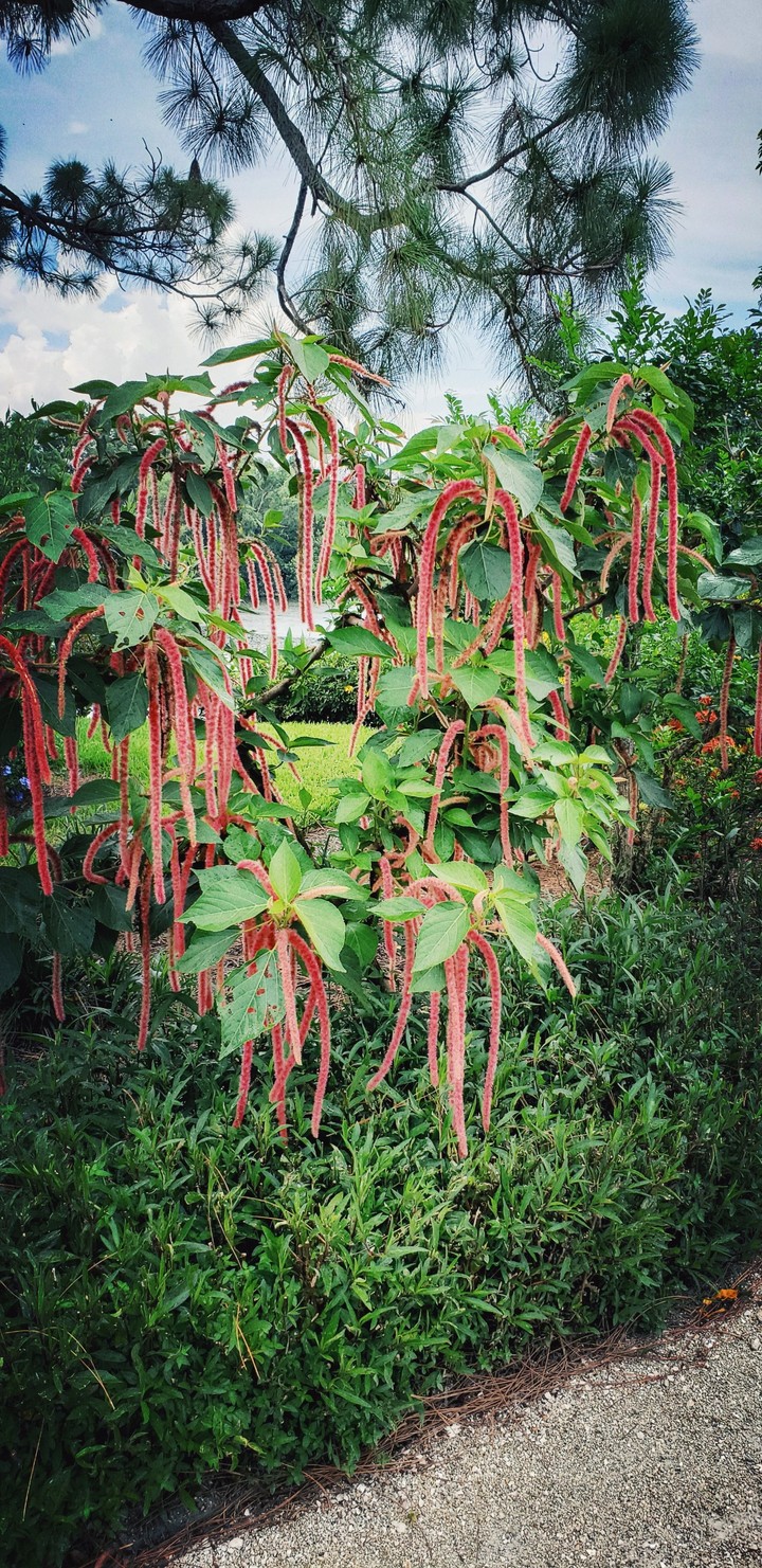 flowers