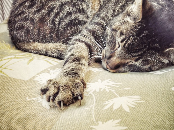Kater Felix