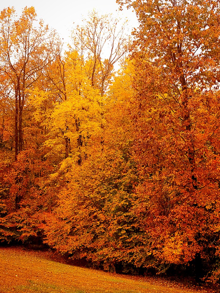 fall Madness