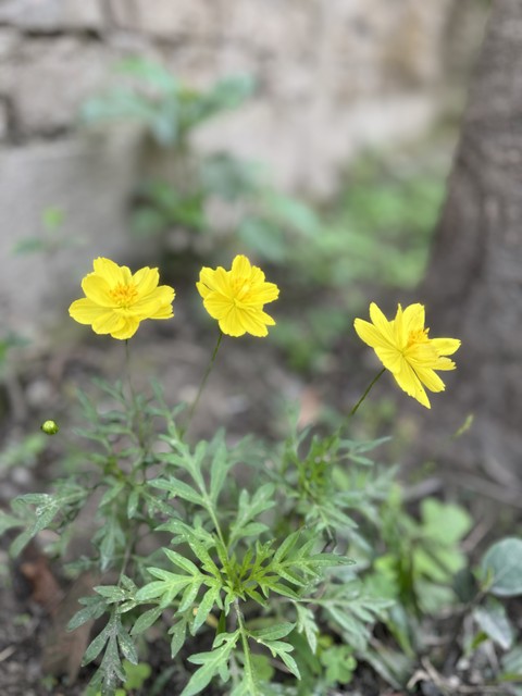 fonds d'écran subshrub, forb