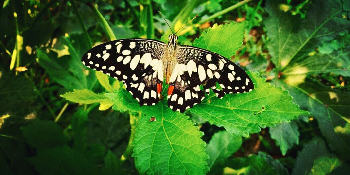 045 #nature lover.