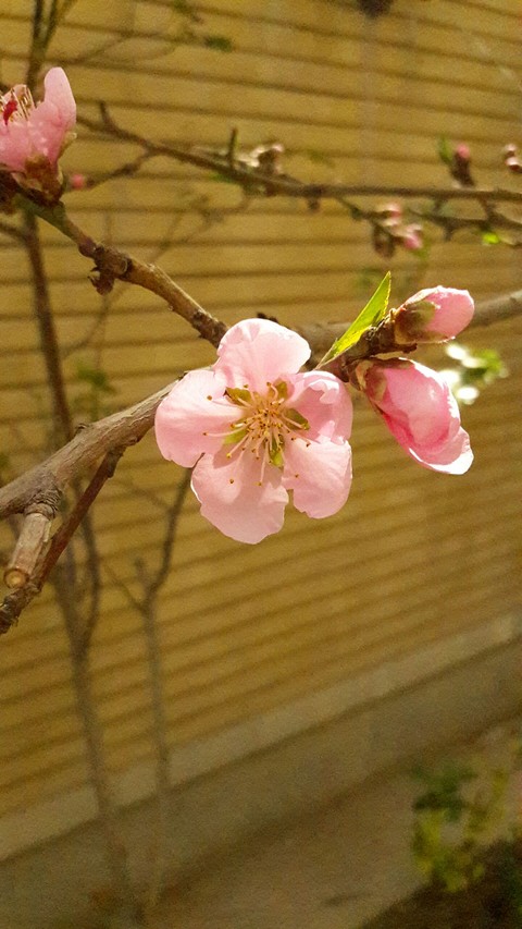 nectarine blossom