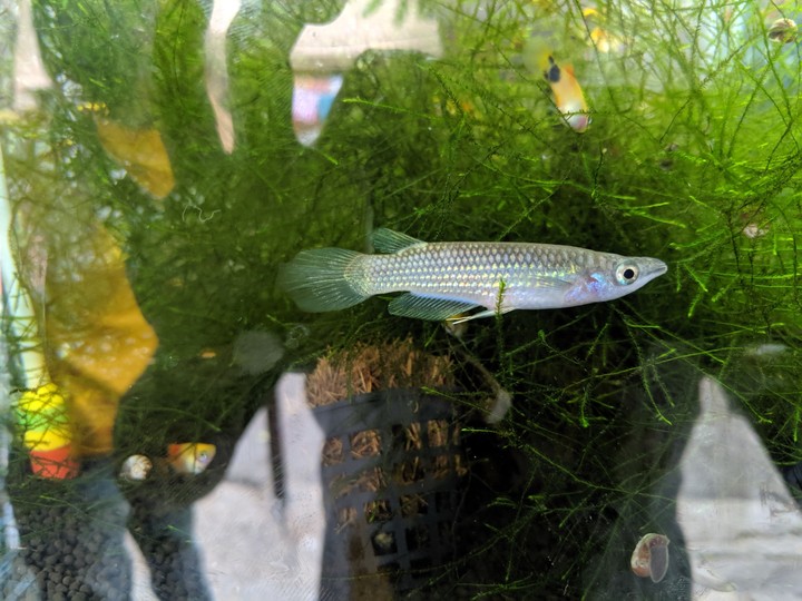 Rainbow Fish