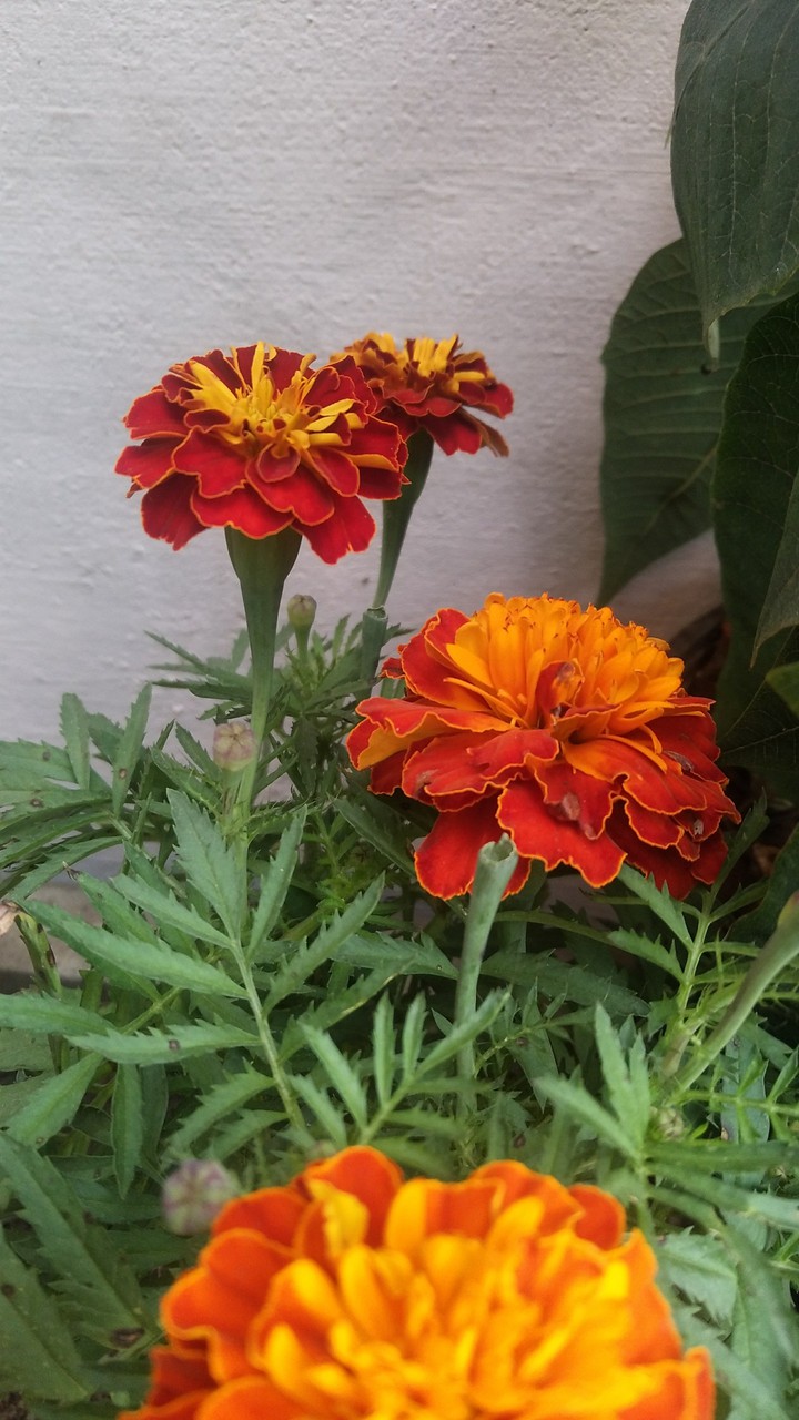 marigold