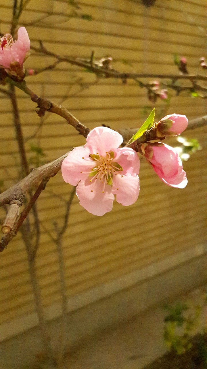 nectarine
blossom