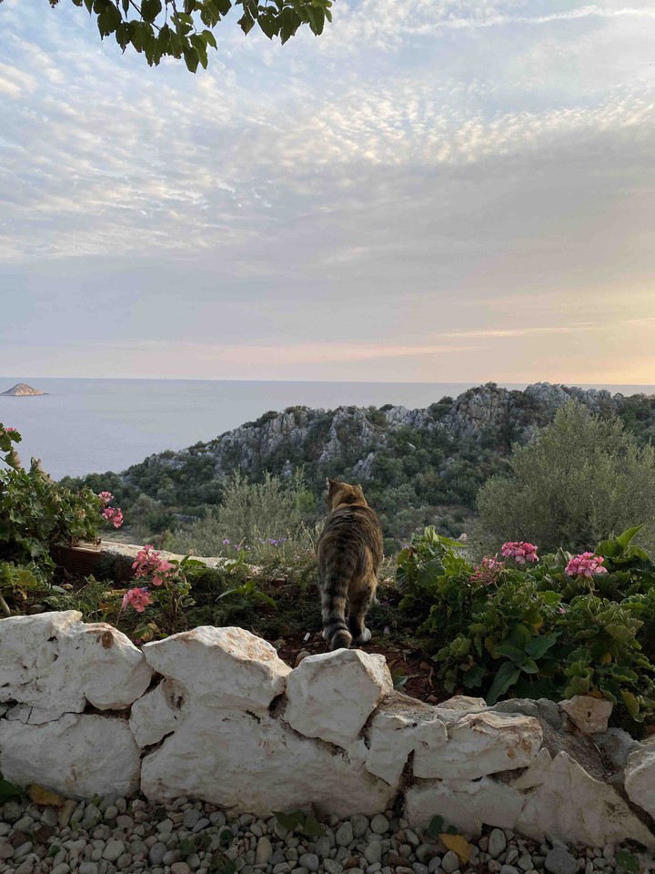 cat enjoying the view