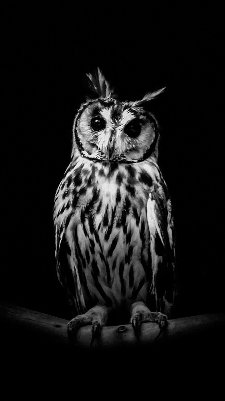 owl....