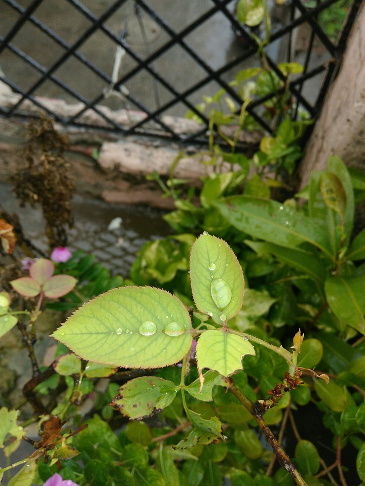 drop_of_rain_on_the_rose_leaf___