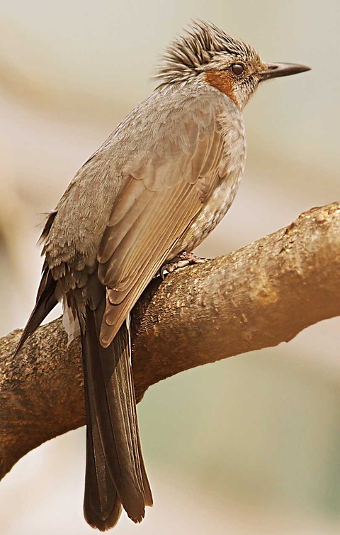 тапети bird, bulbul