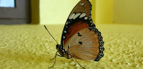 butterfly