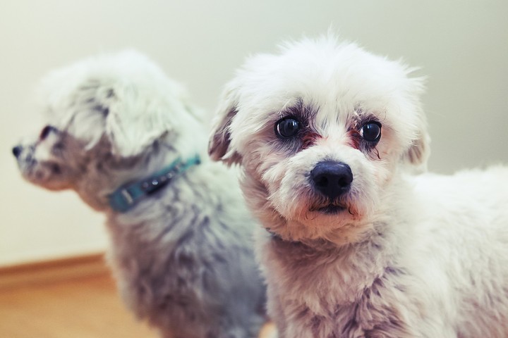 dog