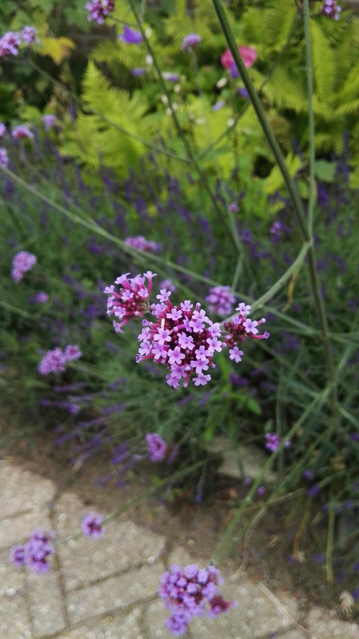 pinkgarden
