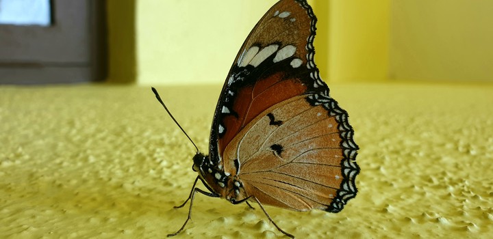 butterfly