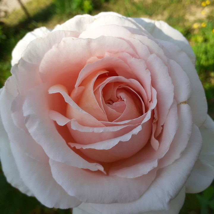 rose