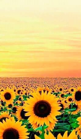girasoles