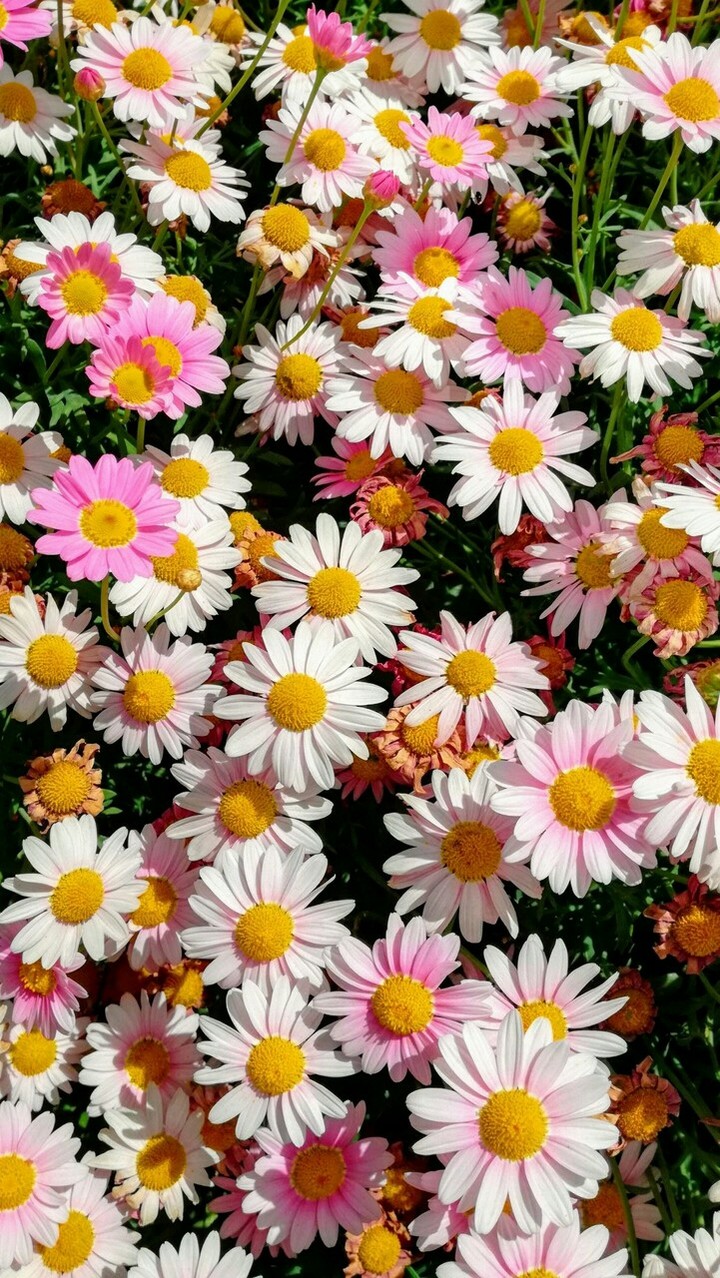 flovers