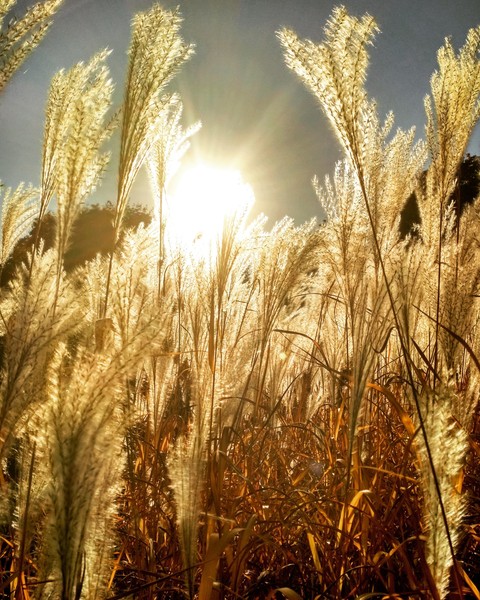 fields of gold