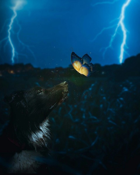 dog & butterfly ... night ?