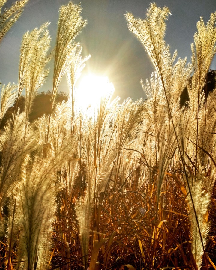 fields of gold