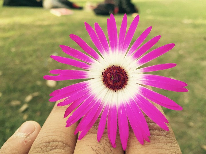 pink flower