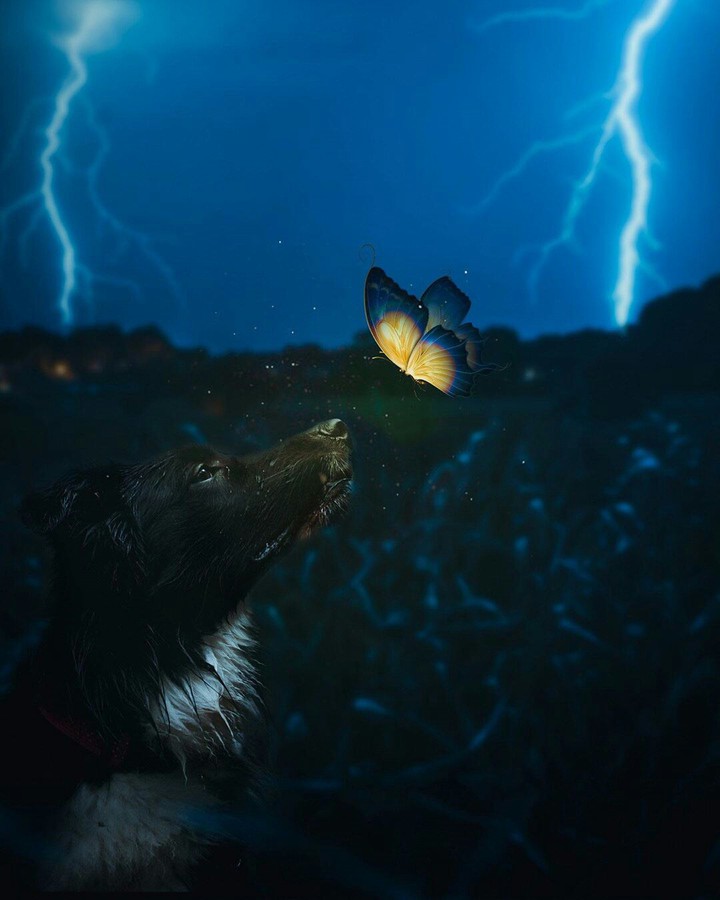 dog & butterfly ... night ?