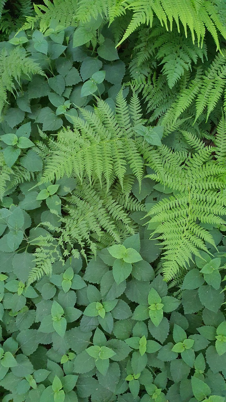 숲(forest)