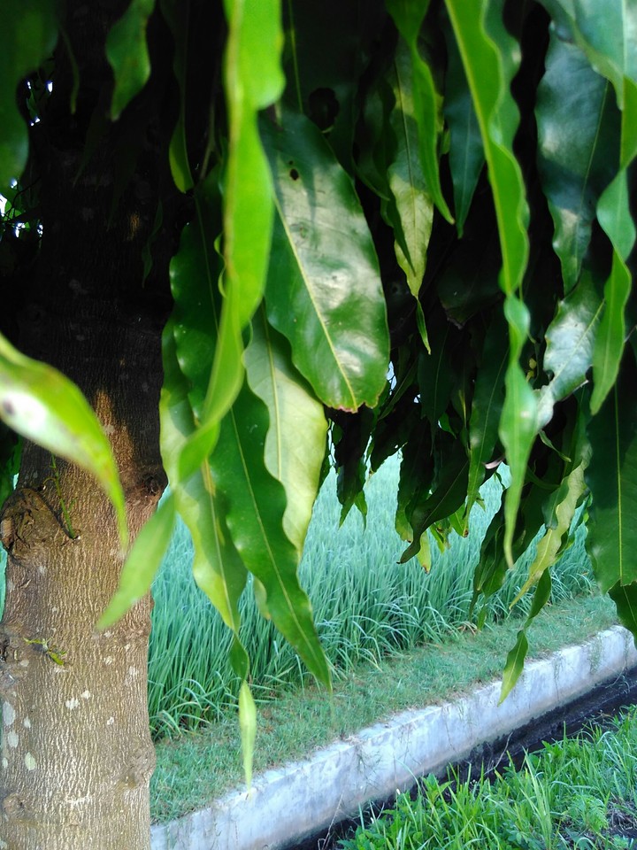 tepi sungai