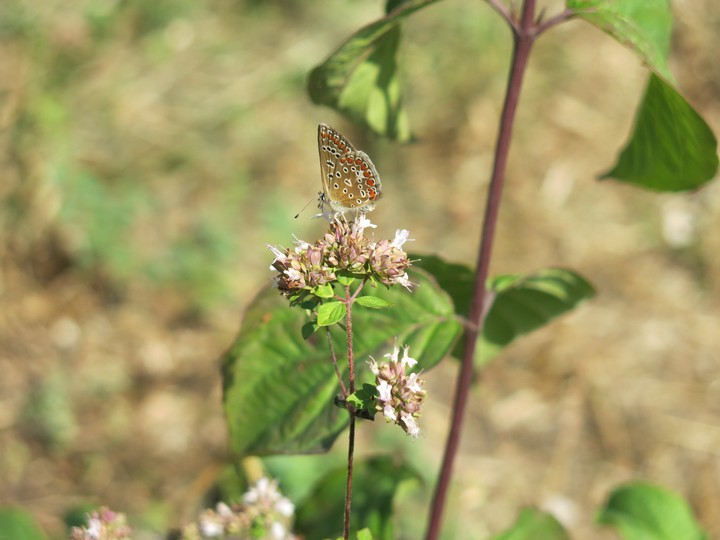 beautiful buterfly on 15 july