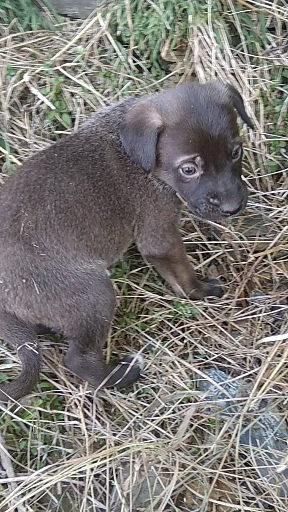 puppy