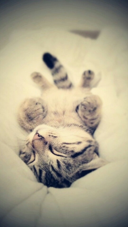 Süße Katze