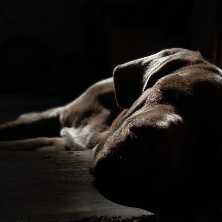 Dog