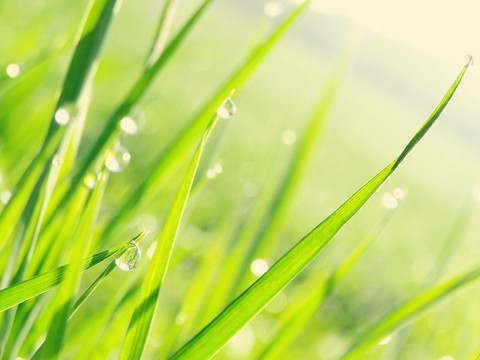 Water Drop