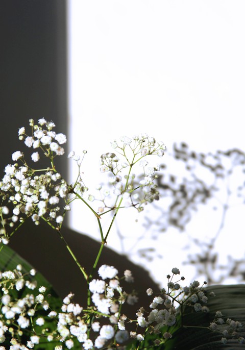 in iran we call this flowers :bride's flower