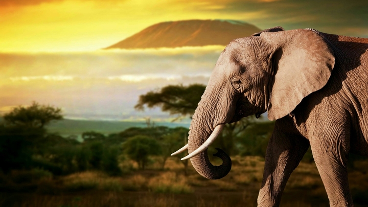 Beautiful Elephant
