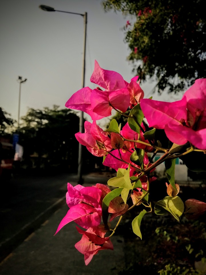 FLORA