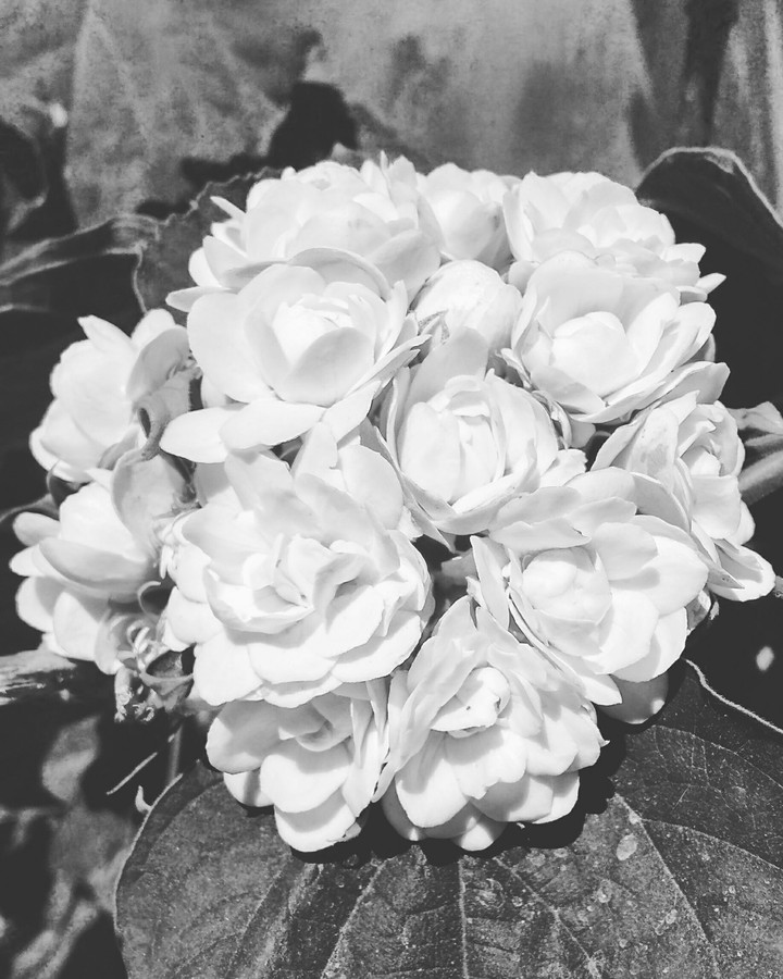 beauty lies in b/w
