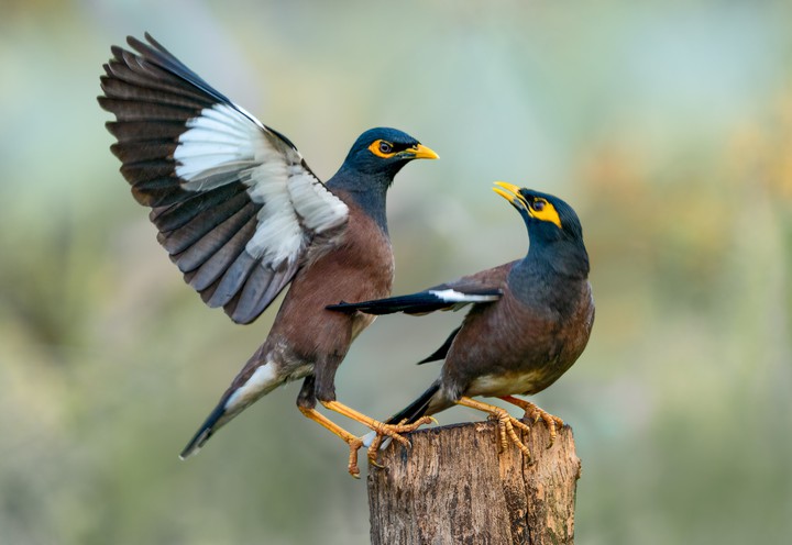 Common Myna
by Rahul Wedpathak