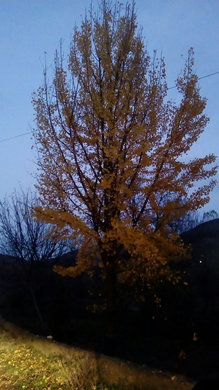 autumn