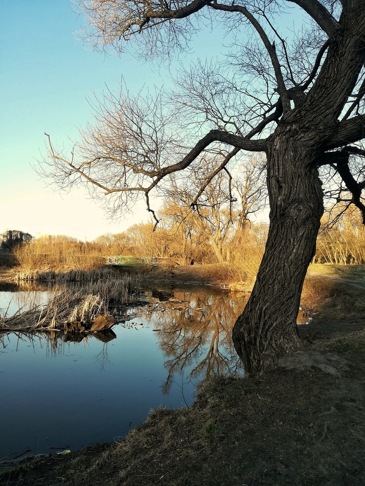 A tree