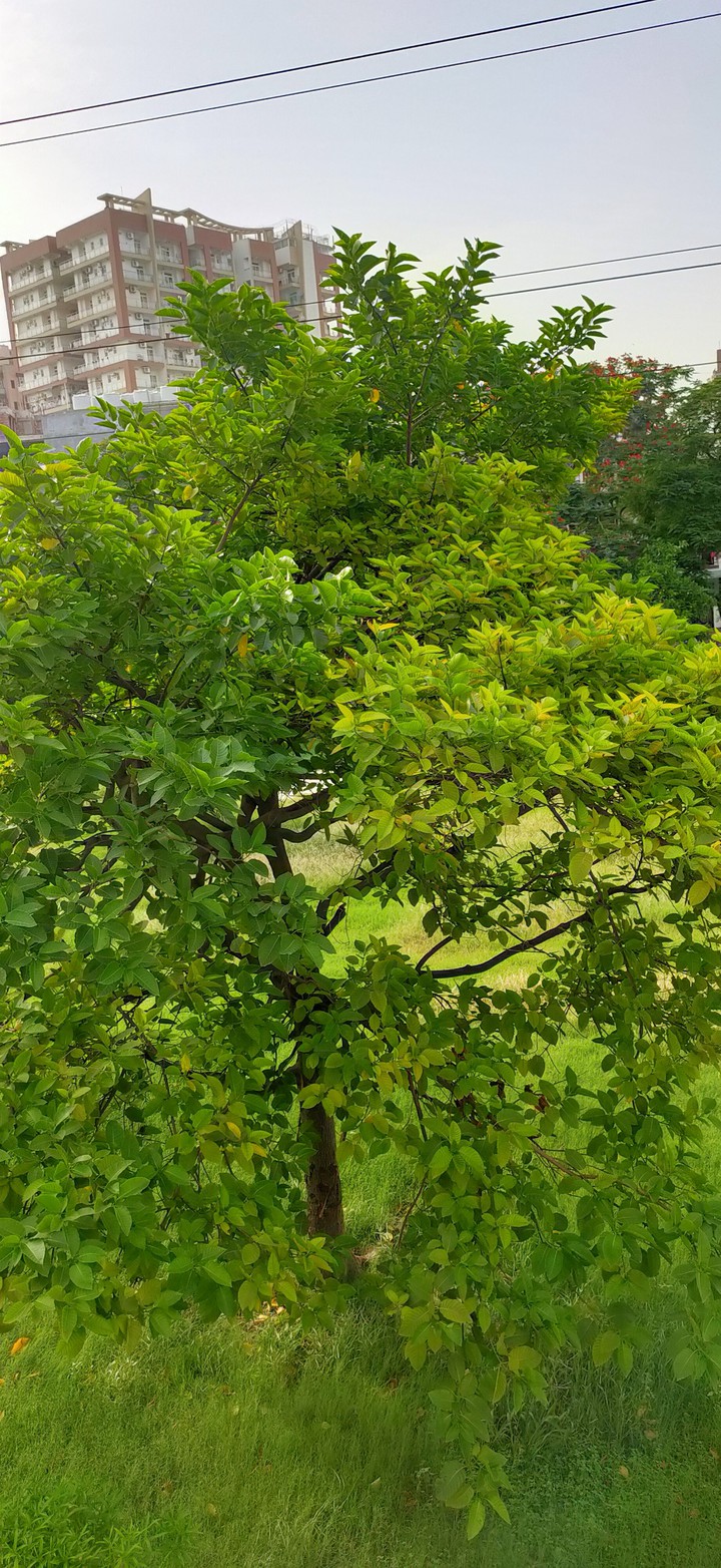 greentree
