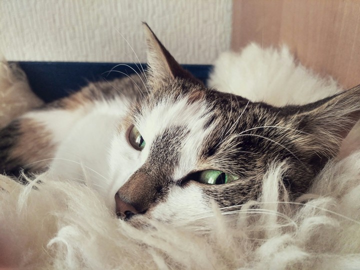 кошка