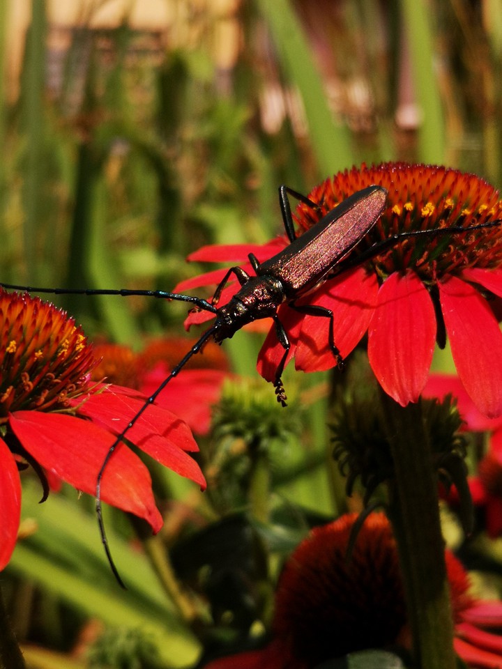 Moschusbock (Aromia moschata) auf Echinacea