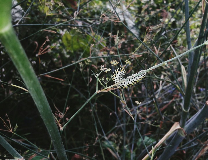 Future butterfly. 