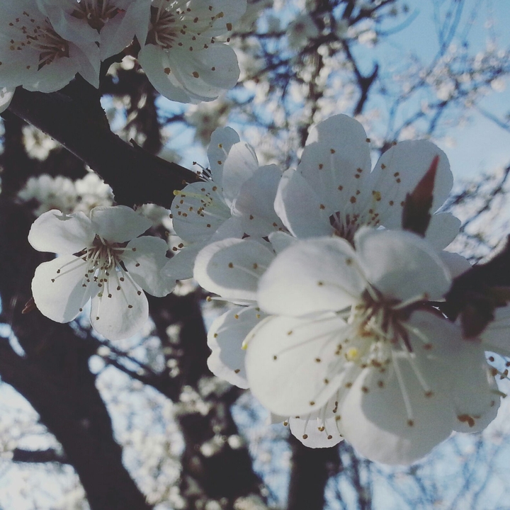 spring