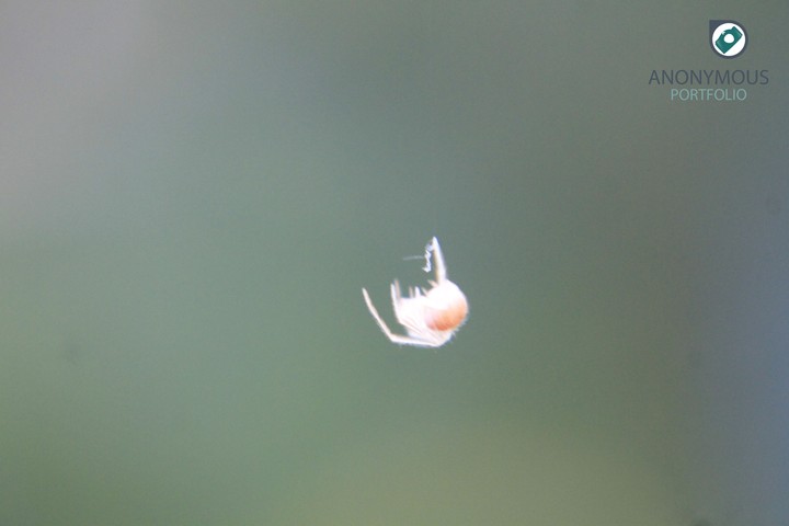 #spider #babyspider #thread #web #anonymous #pink